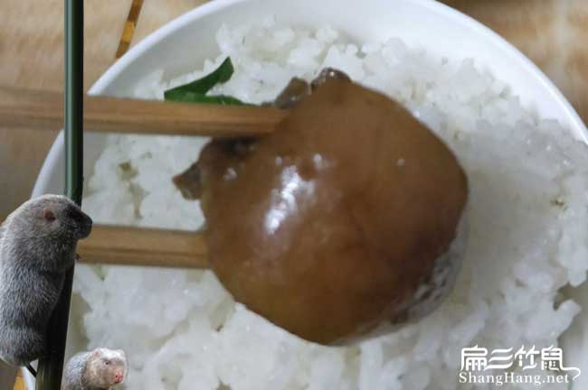 墨沖茶樹苗栽植行珠距 墨沖茶樹苗栽植行珠距