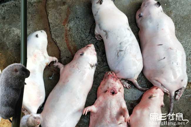 中國竹鼠批發(fā)價(jià)格