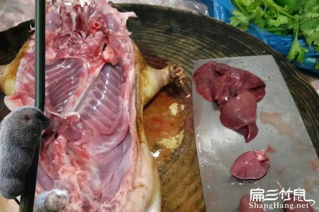 洛陽1000對紅頰和白毛竹鼠殖場 三門峽南陽種苗技術培訓聯(lián)盟