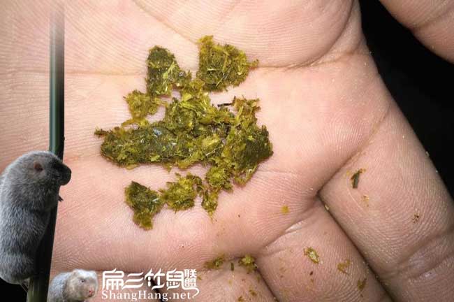 平浪扁山發(fā)展油茶生產 平浪扁山發(fā)展油茶生產