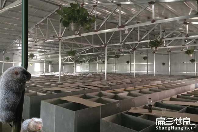 扁山竹鼠養(yǎng)殖基地 扁山竹鼠養(yǎng)殖基地