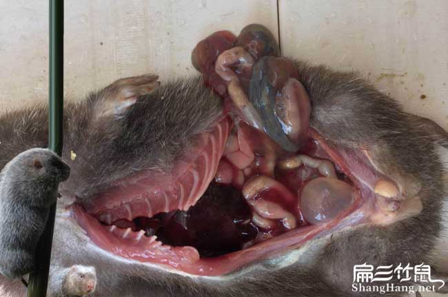 竹鼠腸胃炎