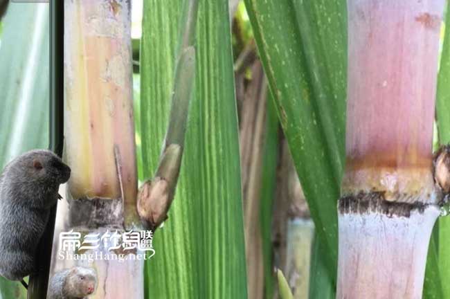衡陽竹鼠養(yǎng)殖