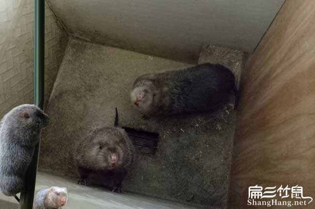 高縣竹鼠養(yǎng)殖