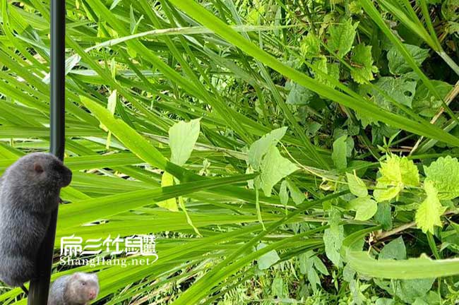 新型皇竹草種子節(jié)種植時(shí)間多久可以收割?