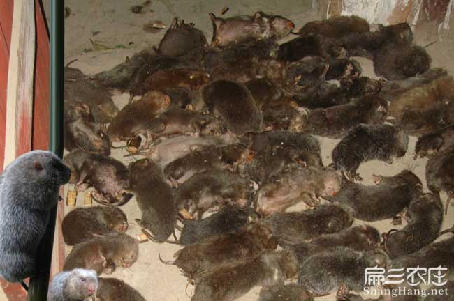 竹鼠無(wú)辜死了