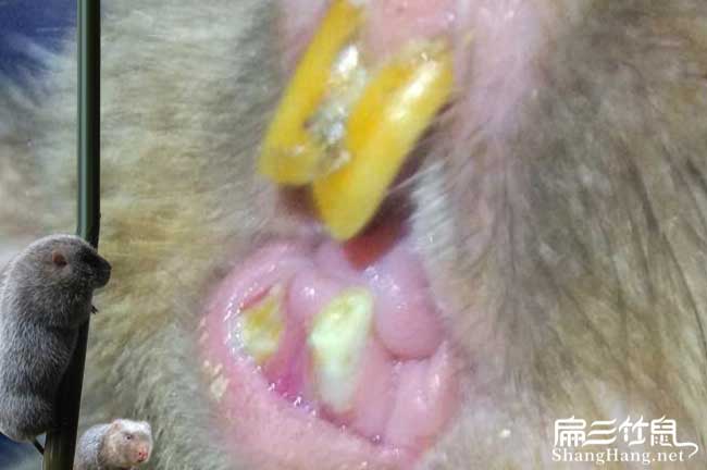 開陽竹鼠養(yǎng)殖技術(shù)