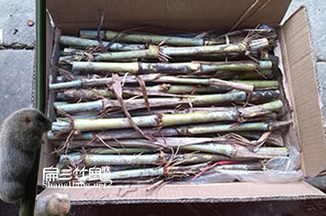 皇竹草種植