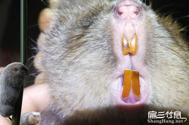 常州竹鼠價(jià)格
