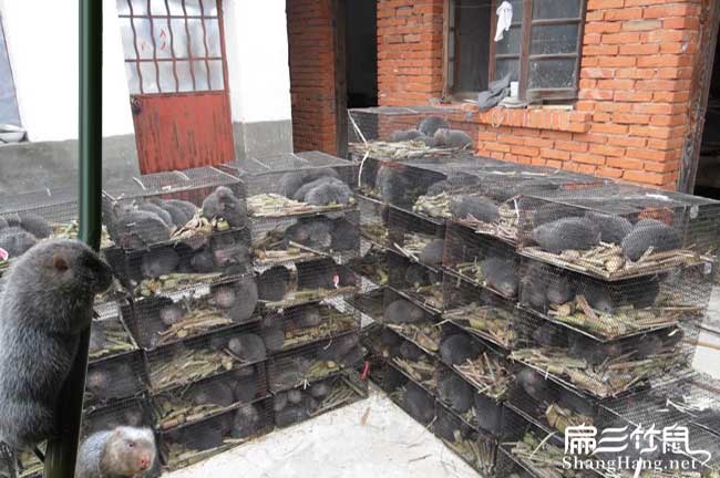 貴州竹鼠銷路