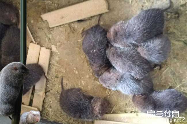 云浮竹鼠種苗