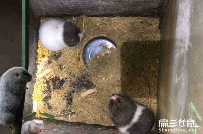 婁底竹鼠養(yǎng)殖