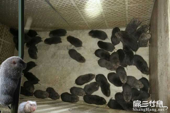 云南竹鼠銷路
