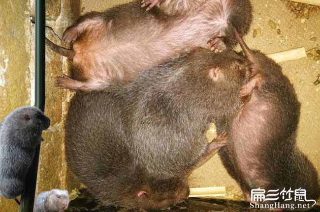 重慶竹鼠飼料