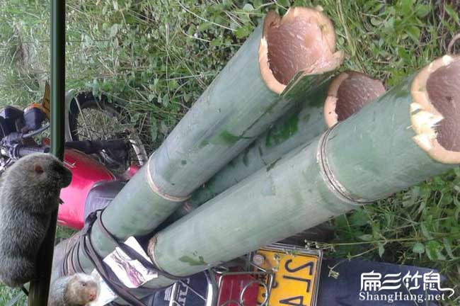 靈地竹鼠養(yǎng)殖