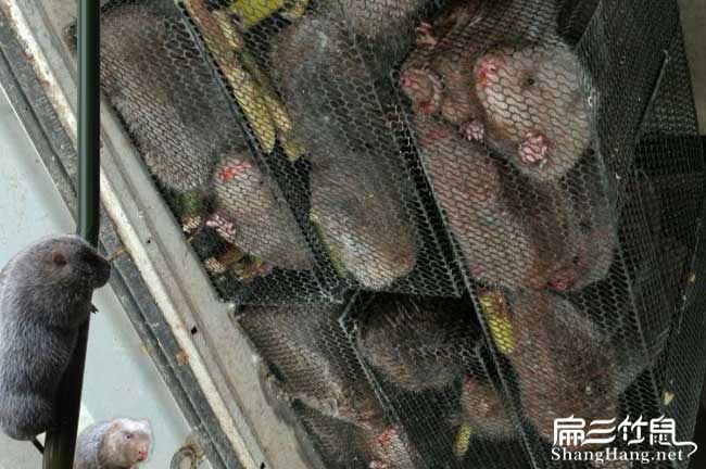 河北竹鼠銷路