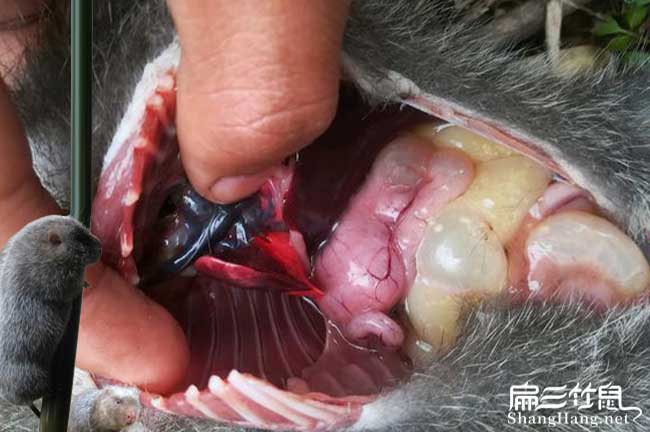 云南竹鼠飼料