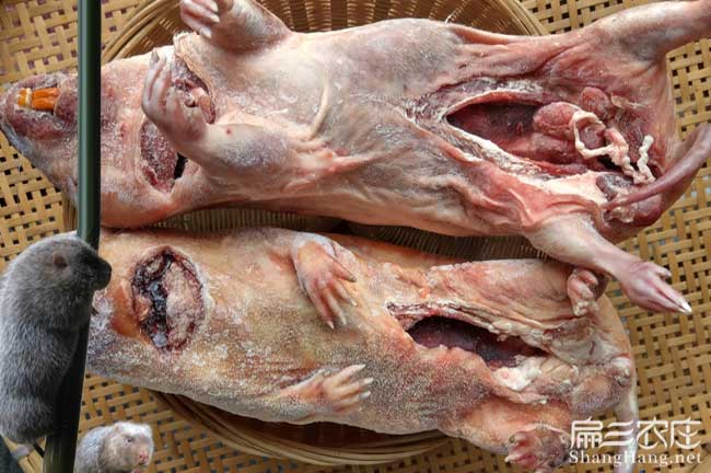 邵陽竹鼠批發(fā)