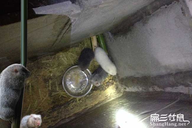 邢臺竹鼠養(yǎng)殖