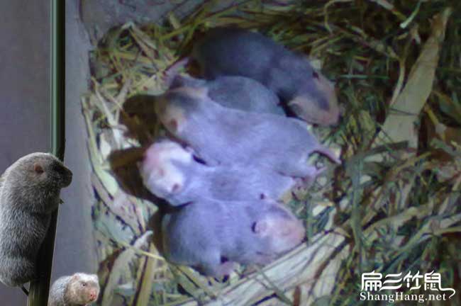 蒲江竹鼠種苗價(jià)錢(qián)