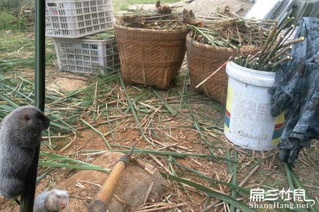 閩清竹鼠養(yǎng)殖基地
