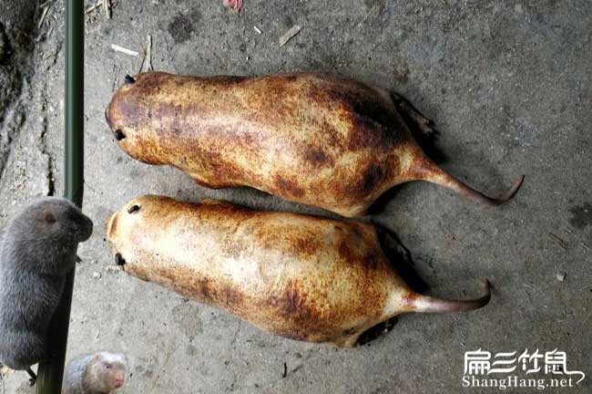 羅源竹鼠養(yǎng)殖基地