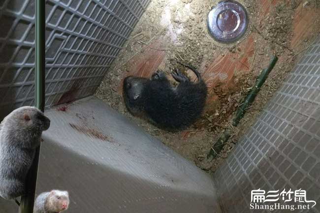 雙洋竹鼠養(yǎng)殖