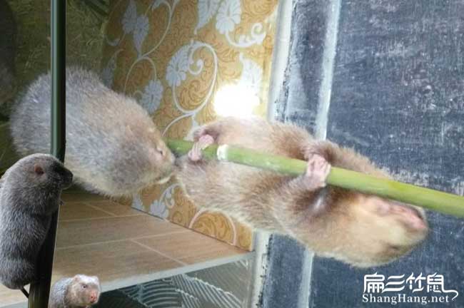 阜平竹鼠養(yǎng)殖