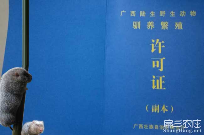邵陽竹鼠養(yǎng)殖