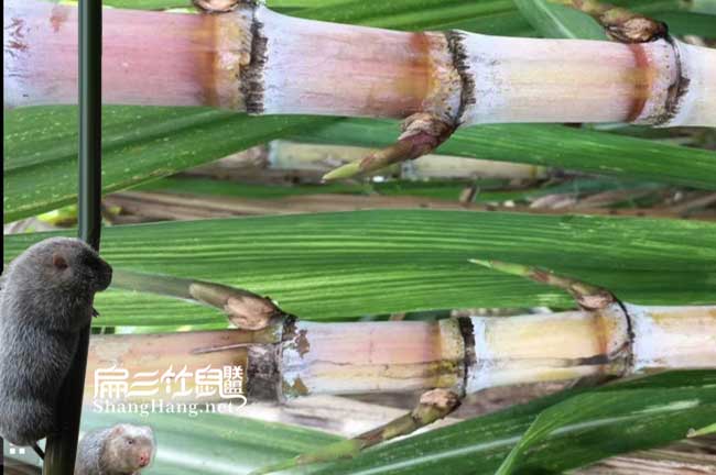 衡陽竹鼠價格