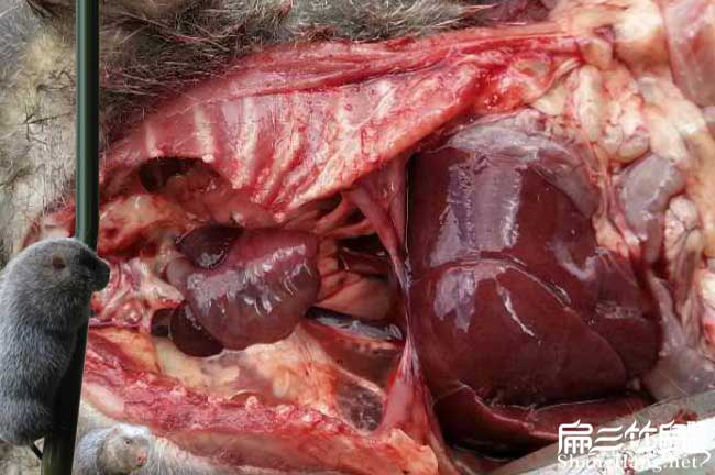 竹鼠腸炎解決思路