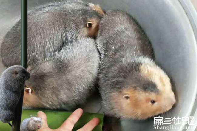竹鼠