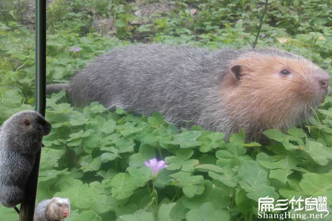 廣西竹鼠價格