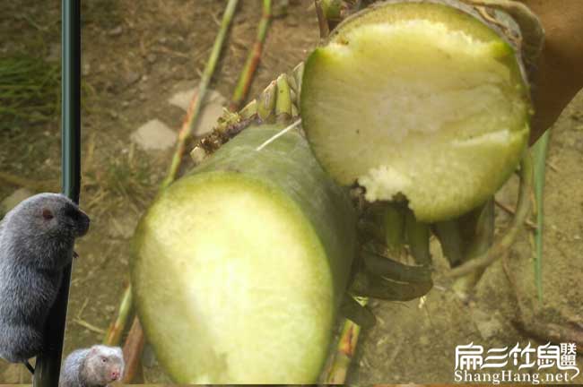 在角美竹鼠市場批發(fā)價(jià) 在角美竹鼠市場批發(fā)價(jià)