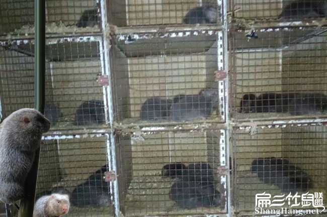 順德竹鼠養(yǎng)殖基地