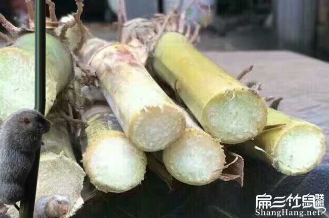 都安竹鼠養(yǎng)殖