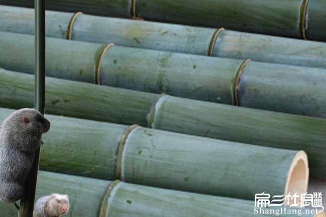 請重慶竹鼠養(yǎng)殖戶進入(竹鼠種苗價格Good)
