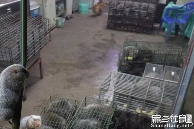 商品竹鼠回收