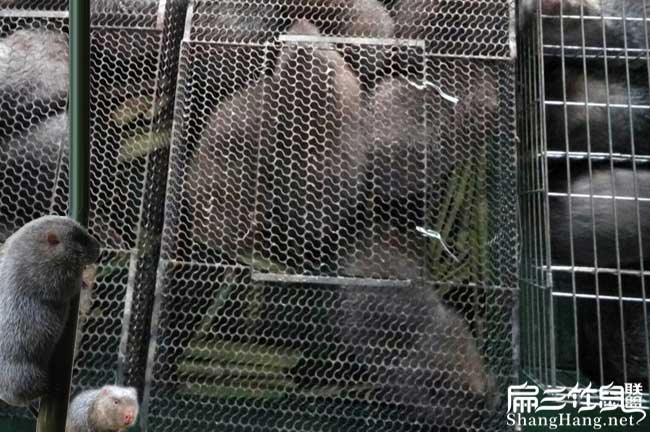 郁南竹鼠種苗