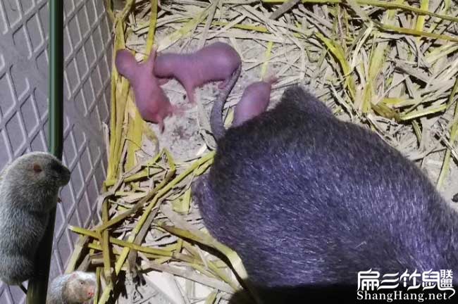 在云霄商品竹鼠少量發(fā) 在云霄商品竹鼠少量發(fā)