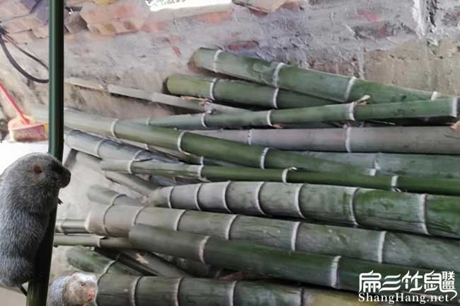 竹子的分類