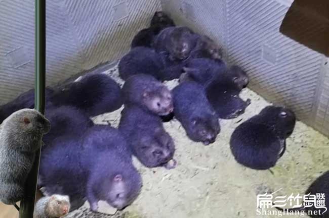 龍巖竹鼠種苗價(jià)格