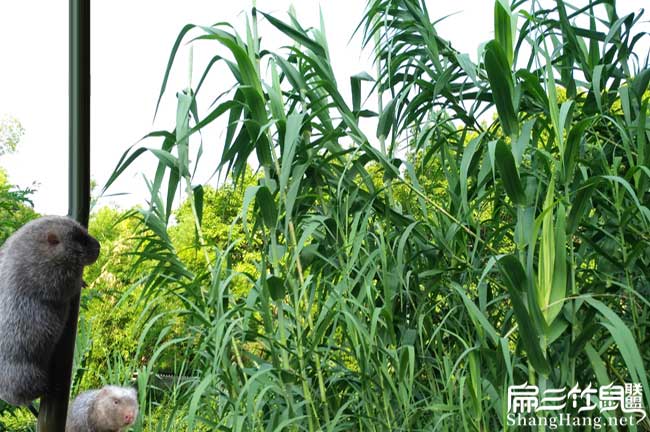 我想問一下在角美比利時(shí) 我想問一下在角美比利時(shí)