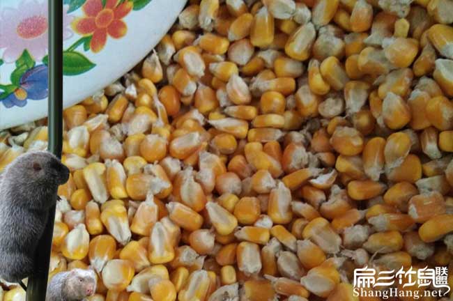 在石碼地區(qū)的竹鼠價(jià)格 在石碼地區(qū)的竹鼠價(jià)格