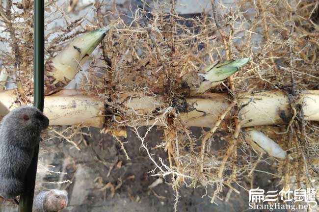 在漳浦養(yǎng)殖竹鼠容易嗎 在漳浦養(yǎng)殖竹鼠容易嗎