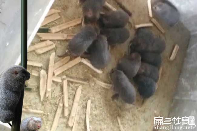 竹鼠種苗群養(yǎng)