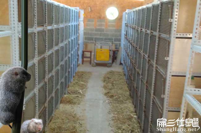 2024竹鼠舍