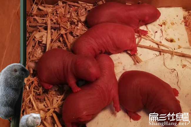 東北竹鼠價格