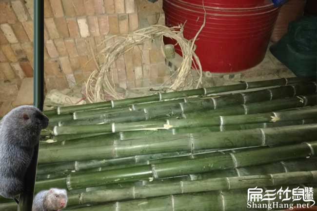 沒有竹子可以養(yǎng)殖竹鼠嗎？