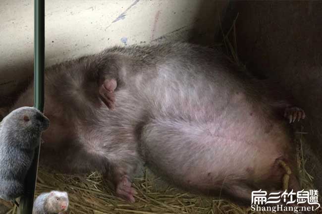 想回常山華僑養(yǎng)殖竹鼠 想回常山華僑養(yǎng)殖竹鼠